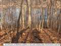 Looking-At-The-Wooded-Lake-Front-Lot-AS-Potential-Home-Site--BenK1-101-Picture-1